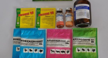 Glukóza pro kuřata: jak dávat a chovat?